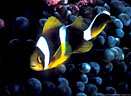 Juvenile form of twin-barred anemone fish, Astrolabe Reef, Kandavu, Fiji
