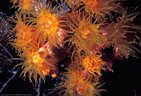 Orange hard corals expanded for nighttime feeding, Astrolabe Reef, Kandavu, Fiji