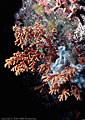 'Burning Bush Coral', Siphonogorgia?  Double O Arch, Astrolabe Reef, Kandavu, Fiji