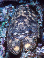 A slipper lobster blends with its environment, night dive, Astrolabe Reef, Kandavu, Fiji