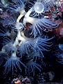 Nocturnal colony of anemones, Astrolabe Reef, Kandavu, Fiji