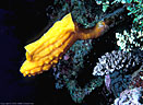 Yellow stalked ascidian, Marion Reef, Coral Sea Australia
