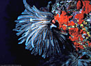 Crinoid with red encrusting sponge, Astrolabe Reef, Kandavu, Fiji