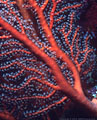 Gorgonian with polyps, Astrolabe Reef, Kandavu, Fiji