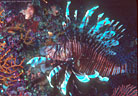 Old lionfish on invertebrate-rich wall, Mana, Fiji 