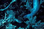 Large Stokes' sea snake, Swain reef, Great Barrier Reef, Coral Sea, Australia