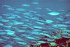 School of fusiliers over Giddings Reef, Marion Reef, Coral Sea, Australia
