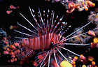 Turkey fish in cave, Astrolabe Reef, Kandavu, Fiji