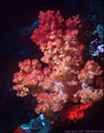 Many colored soft coral with red encrusting sponge, Astrolabe Reef, Kandavu, Fiji