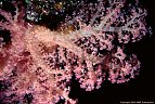 Delicately colored branching soft coral with yellow spicules