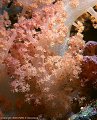 A soft peach colored soft coral, Astrolabe Reef, Kandavu, Fiji
