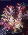 Multicolored soft coral, Astrolabe Reef, Kandavu, Fiji