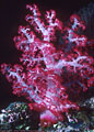 Crimson tree-like soft coral, Astroabe Reef, Kandavu, Fiji