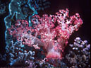 Apricot soft coral from bommy on Marion Reef, Australia