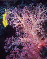 Soft coral with yellow sponge, Astrolabe Reef, Kandavu, Fiji