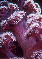 Soft coral with maroon spicules, Astrolabe Reef, Kandavu, Fiji
