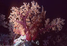 Large tree-like deep-water soft coral, Astrolabe Reef, Kandavu, Fiji