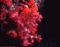 Red Soft coral and encrusting sponges, Marion Reef, Coral Sea, Australia