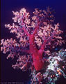 Tree-like deep-water soft coral, Astrolabe Reef, Kandavu, Fiji