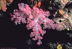 A delicate rose colored soft coral from Astrolabe Reef, Kandavu, Fiji