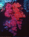 Brightly colored soft corals, Rainbow Reef, Taveuni, Fiji