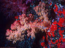 Multicolored soft coral and red encrusting sponge, Astrolabe Reef, Kandavu, Fiji