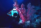 Underwater photographer by a large burgandy soft coral.