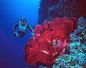 Scuba diver and sea fans on one of Astrolabe Reef's near vertical walls.
