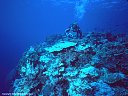 Scuba diver over a garden of hard coral, on Astrolabe Reef.