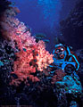 Scuba diver off wall, with soft corals.