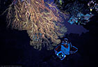Scuba diver examines a gorgonian suspended from the roof of an underwater arch