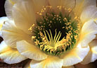 Echinopsis (Trichocereus)x 'June Noon'  developed by Dr. Mark Dimmitt, Tuscon Arizona.