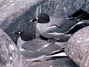 A pair of Swallow-tailed Gulls, Hood Island, Galapagos