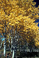 A pattern of golden aspen leaves contrast pleasantly with the light colored bark. 