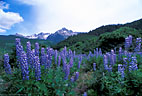 In diffuse light, the colors of Lupine are especially rich, Access road to East Dallas Creek.