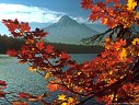 September - Autumn vine maples at Lost Lake, In the Mount Hood National Forest, Oregon.