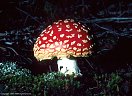 August - Amanita muscaria, the toxic Fly Agaric mushroom, a photographer's favorite, San Juan Mountains, Colorado
