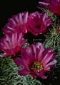 The striking flowers of the Echinocereus stramineus, or purple torch cactus