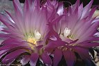 The striking flowers of the cactus Corypantha vivapara 