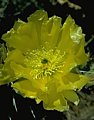 A large flower of the engelmann prickly pear