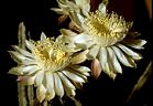 Flowers of the rare and endangered night-blooming 'Queen of the Night' cactus.