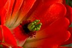 Detail of flower of claret cup cactus