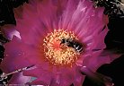 Bee in flower of the 'Turk's Head' cactus, Echinocactus horizonthalonius