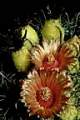 Flowers and fruit of the New Mexico barrel cactus