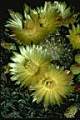 Exceptionally large and beautiful flowers of the New Mexico barrel cactus