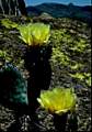 Yellow lichens form a backdrop for blooming prickly pears