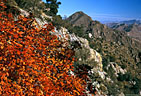 Maples in autumn on route to Low Horns, Aguirre Springs