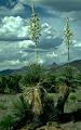 Blossoming soaptree yucca