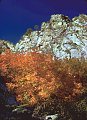 Autumn maples on route to Low Horns, Organ Mountains, New Mexico