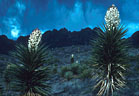 Organ Mountains Gallery I - Spring and summer landscapes in the Organ Mountains of New Mexico
